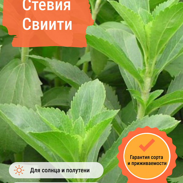 Стевия Свиити фото 1 