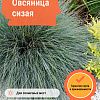 Овсяница сизая фото 3 