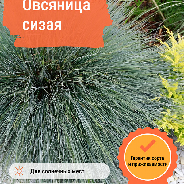 Овсяница сизая фото 3 